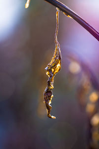 Close-up of frozen plant