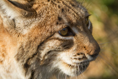 Close-up portrait of cat