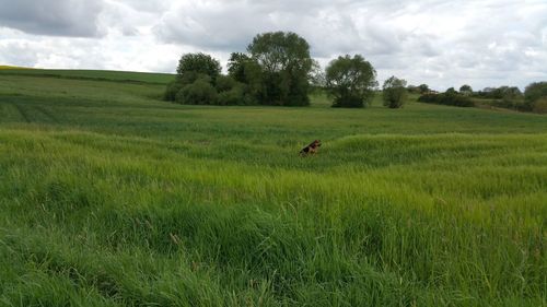 Dog jumping on vast field