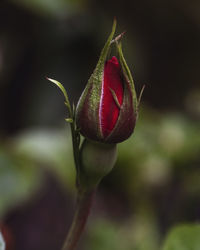 Close-up of red flower bud