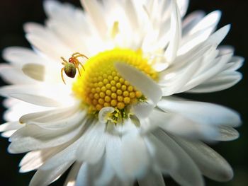 Close-up of insect on flower