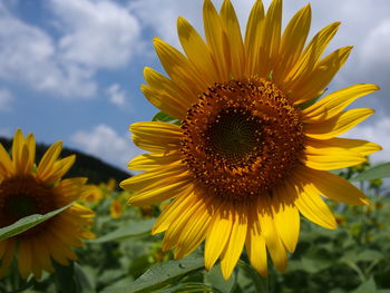 Close-up of sunflower