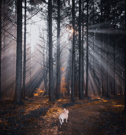 Dog standing against trees in forest