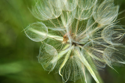 Close-up of dandelion on plant