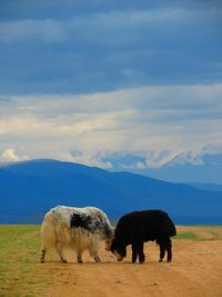 Horses grazing on grassy field