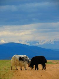 Yaks fighting on field against mountains