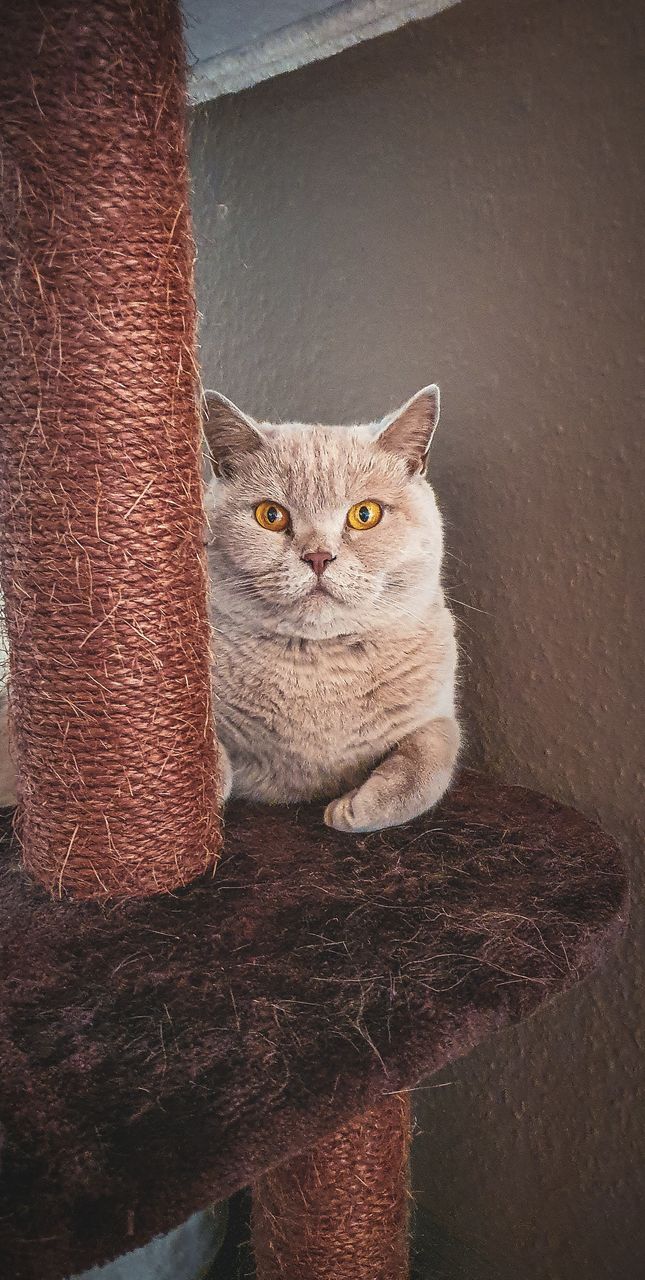 PORTRAIT OF CAT LOOKING AT CAMERA