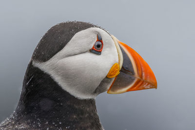 Close-up of a bird against gray background