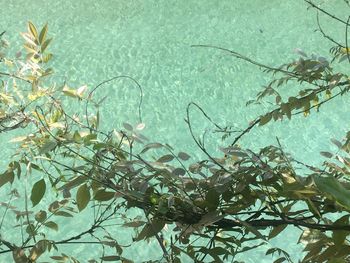 Low angle view of plants against trees