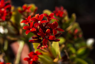 Close-up of red flowering plant in park