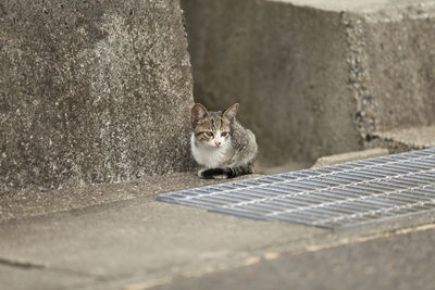 Portrait of cat