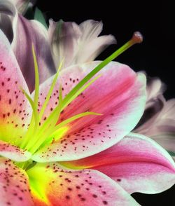 Close-up of pink lily