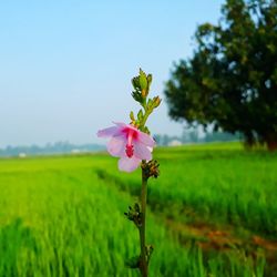 Close-up of pink flower on field
