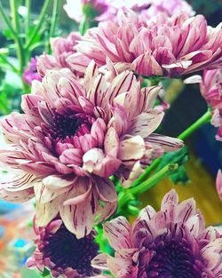 Close-up of dahlia blooming outdoors
