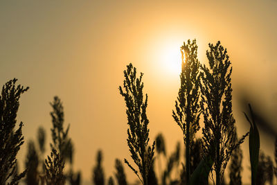 Close-up of stalks against sunset