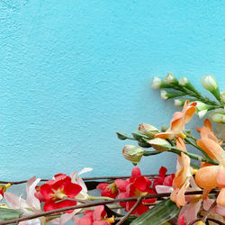 Close-up of plant against blue wall