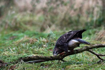 Eurasian buzzard on stick over grassy field