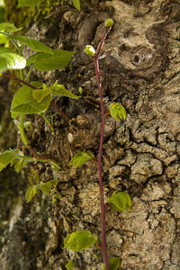 Close-up of plants growing in farm