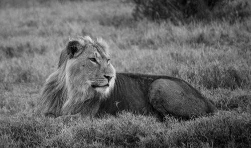 Lion relaxing on field