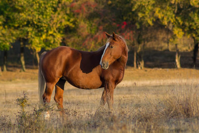 Brown beautiful horse in the autumn landscape.