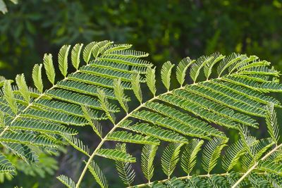 Close-up of fern leaves