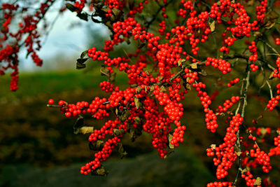 Close-up of red flowering plants