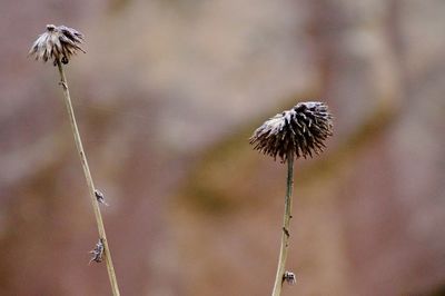 Close-up of wilted thistle