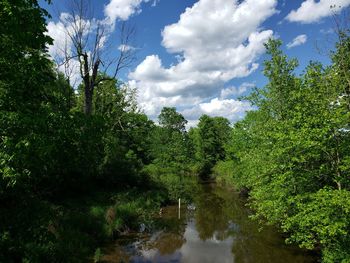 Scenic view of forest against sky