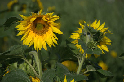 Close-up of sunflower