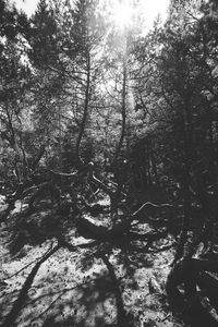 Low angle view of trees