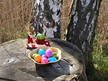 Multi colored easter eggs on tree trunk