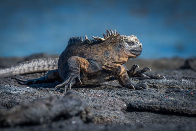 Close-up of marine iguana on rock