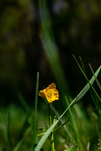 Close-up of yellow flowering plant on field