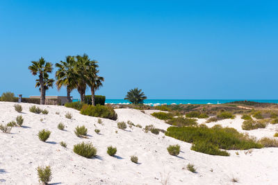 Scenic view of beach against clear blue sky