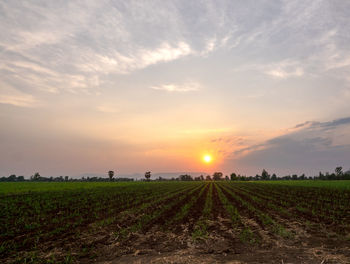 Scenic view of field against sky during sunset