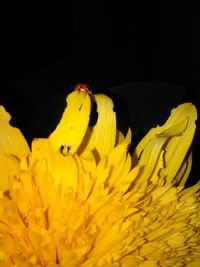 Close-up of yellow sunflower blooming against black background