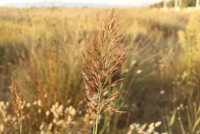 Close-up of stalks in field