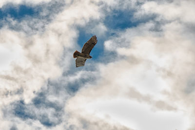  hawk in sky