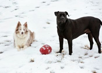 View of dog on snow covered land