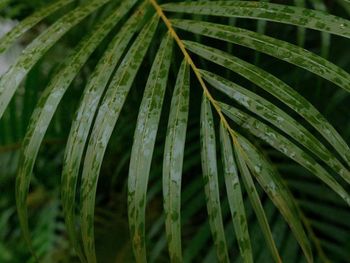 Close-up of palm leaves