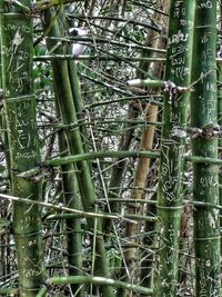 Close-up of plant in forest