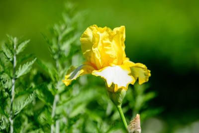 Close-up of yellow flowering plant