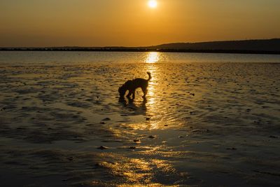 Silhouette person on beach against sky during sunset