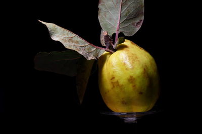 Close-up of apple against black background