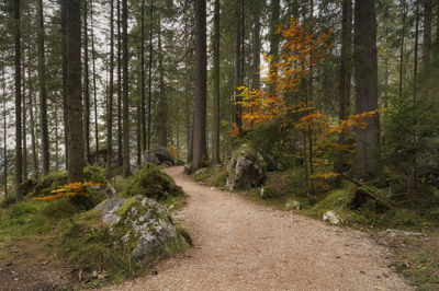 Road amidst trees in forest during autumn