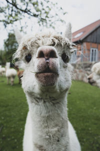 Close-up of a goat