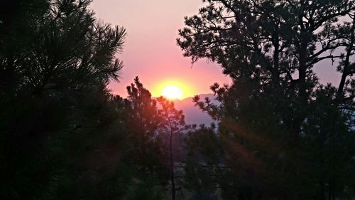 Sun shining through trees