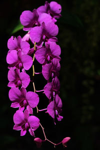 Close-up of pink flowers