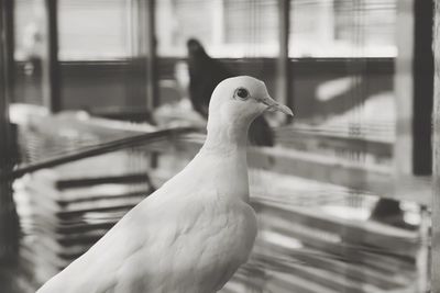 Close-up of bird