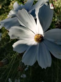 Close-up of white flower blooming outdoors